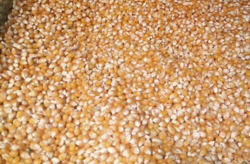 衡水市市場監(jiān)管局發(fā)布玉米加工環(huán)節(jié)食品安全風險提示