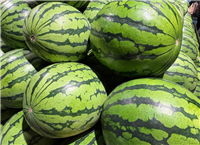 《石湖西瓜》省级地方标准调研座谈会召开